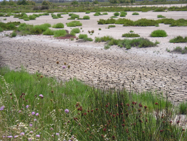 Camargue: cykloturistika za plameňáky