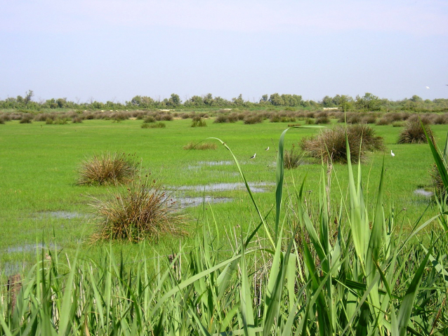 Camargue: cykloturistika za plameňáky