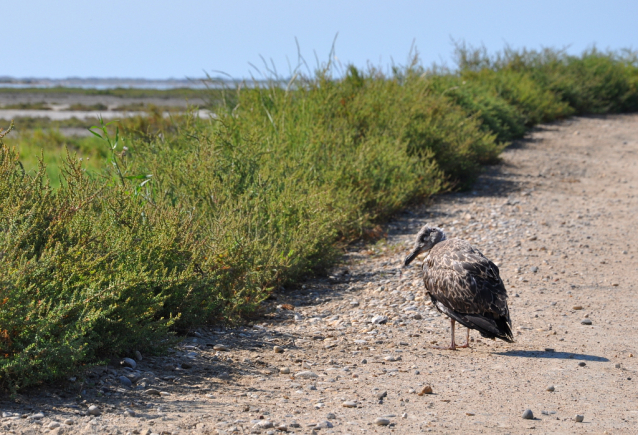 Camargue: cykloturistika za plameňáky