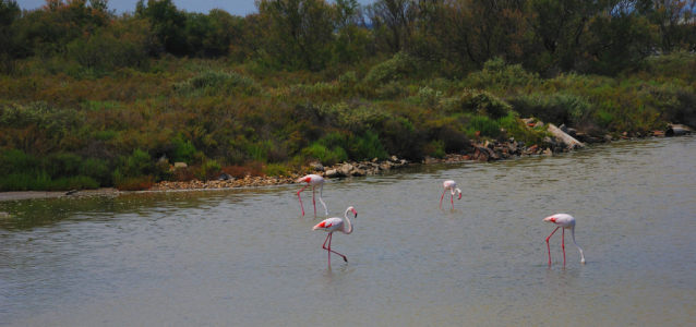 Camargue: cykloturistika za plameňáky