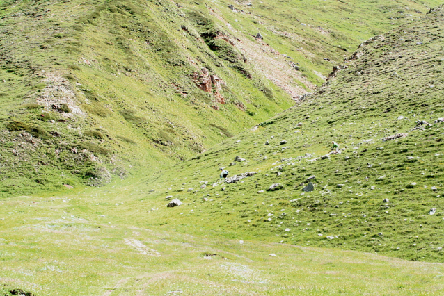 Livigno: jump, dirt, northshore, flow, bikepark, freeride