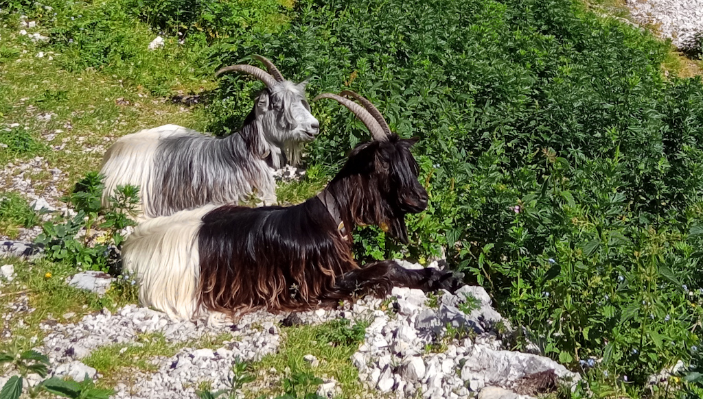 Horské kozy v Allgavských Alpách