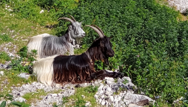 Hüttengrat na Hochwiesler nad Gimpelhaus