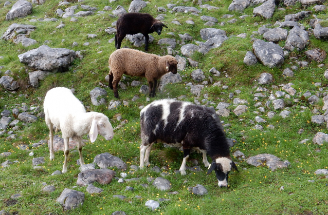 Salcburská salašnická cesta / Salzburger Almenweg