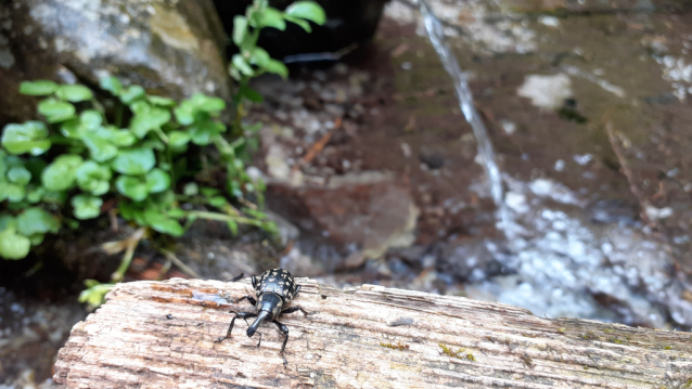 Via Renata na Wetzsteinkogel. Tělo tuž, vápno buš