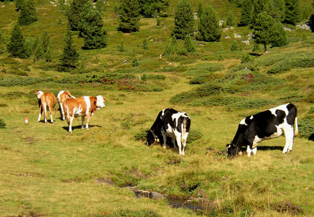 Knedlíkové hory Nockberge