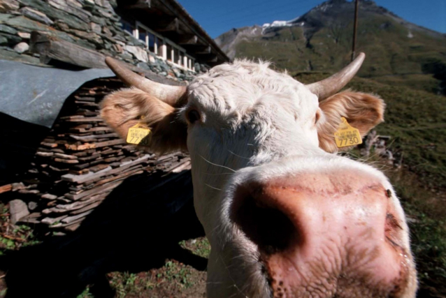 Alpe-Adria-Trail (od Grossglockneru k Jadranu)