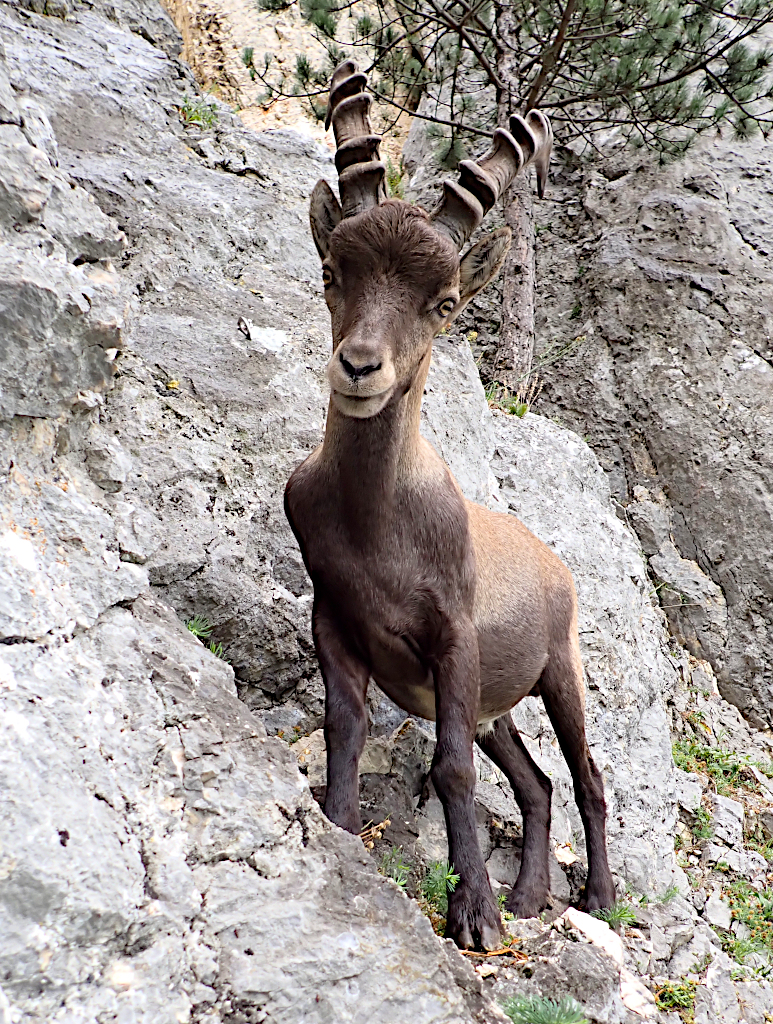 Kozorožec alpský / Steinbock / Capra ibex.