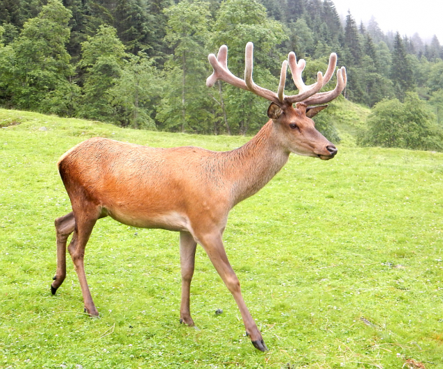 Schödersee, dem einzigen  periodischen See im Nationalpark Hohe Tauern