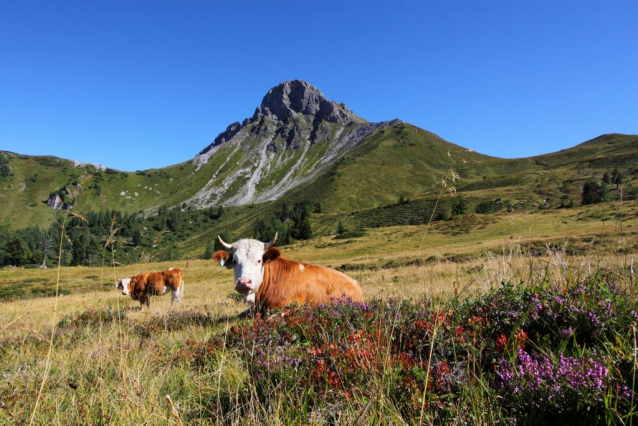 Grossarltal - údolí pastvin