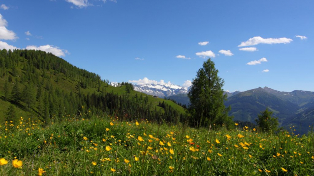 What is Alpine Summer in SalzburgerLand?