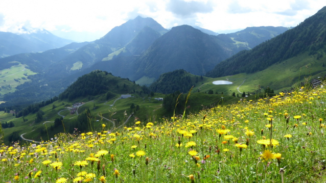 Alpský špacír Pinzgauer Spaziergang