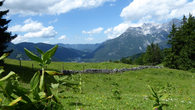Alpský špacír Pinzgauer Spaziergang