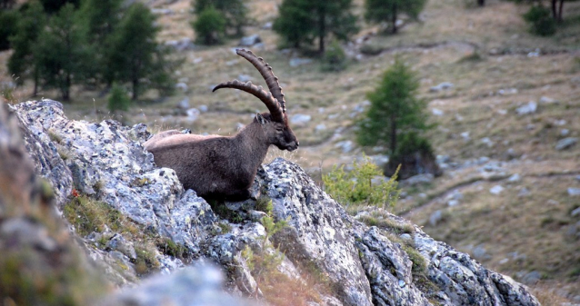 Výstup na chatu Domhütte