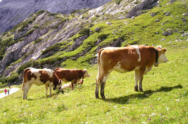 Severní hrana Höllentorkopf (5-) ve Wettersteinu