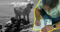 Charitativní akce Koza pro Tibet