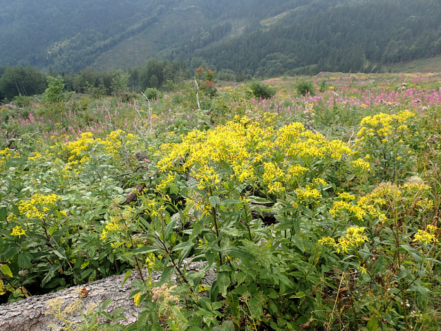 Nízke Tatry: Kráľova hoľa a Ďumbier