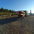 Korsická prasata v Col de Vergio Korsická prasata v Col de Vergio