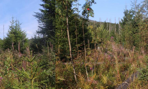 Šumavský les se obnovuje nečekaně rychle