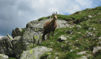 Kopské sedlo odděluje Vysoké Tatry a Belianské Tatry