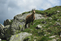 Kopské sedlo odděluje Vysoké Tatry a Belianské Tatry Kopské sedlo odděluje Vysoké Tatry a Belianské Tatry