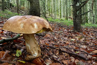 Chcete sbírat houby v alpských zemích?