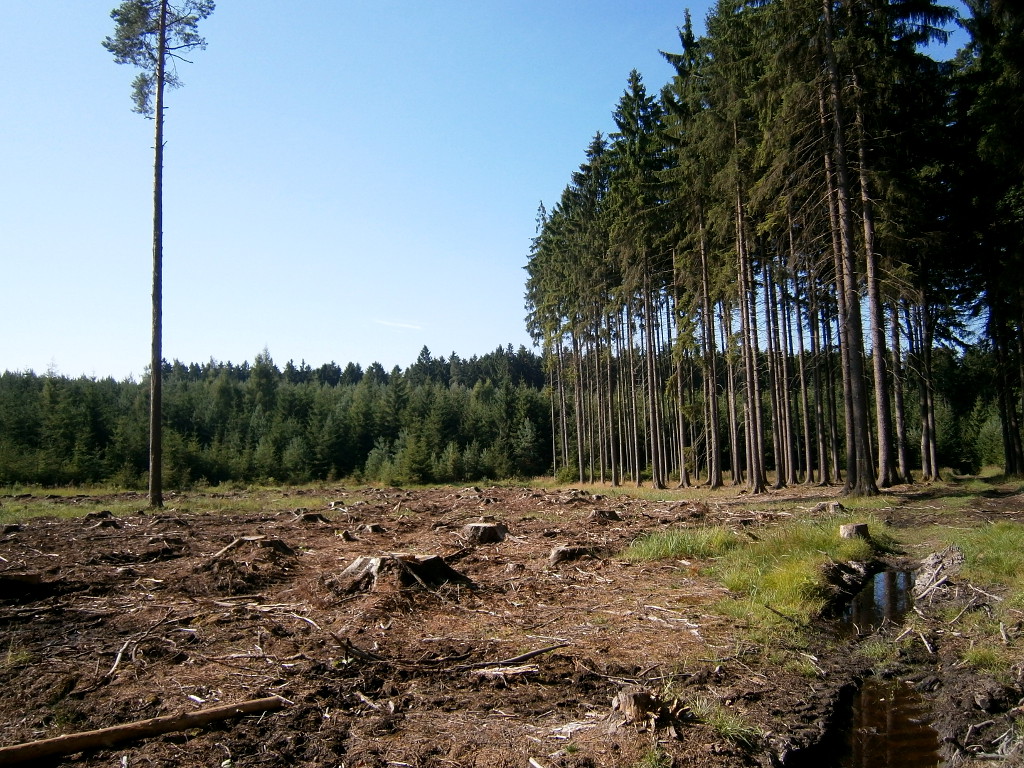 Kostelecké lesy po nešetrné těžbě jsou skoro bez hub.