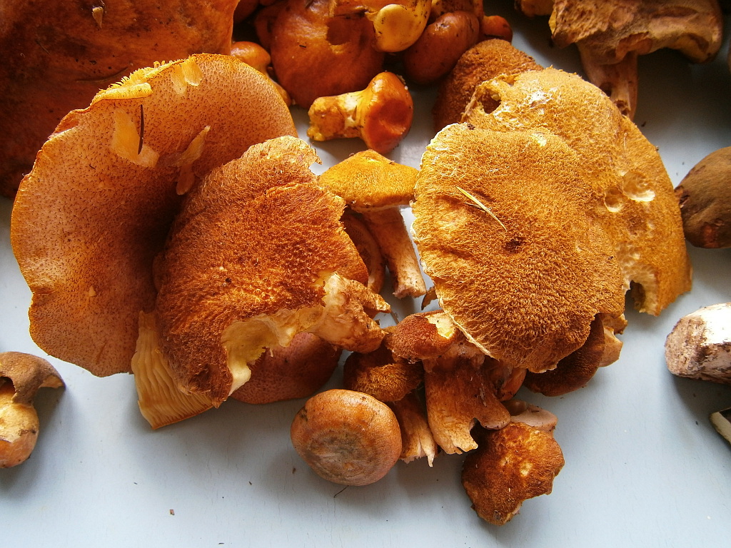 Krásné houby z Běštína v Brdech 1.10.2014.