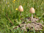 Límcovka polokulovitá (stropharia semiglobata)