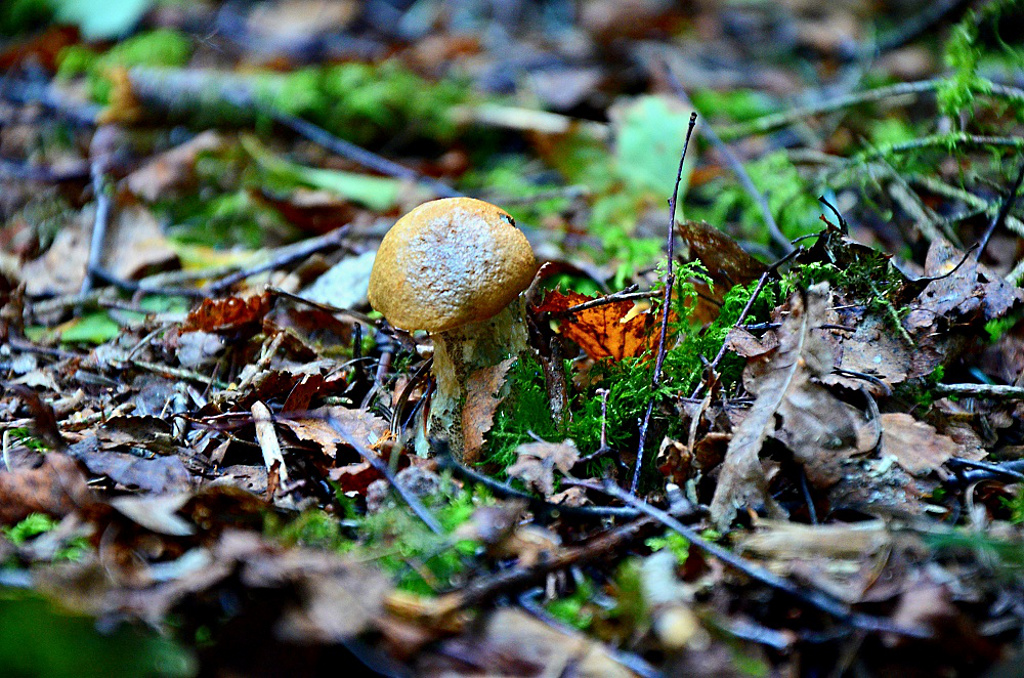 Říjnové houby ve francouzských Vogézách.