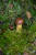 Podzimní houbaření ve Vogézách