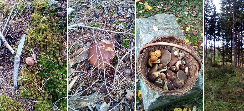 Poslední podzimní houby z Brd.