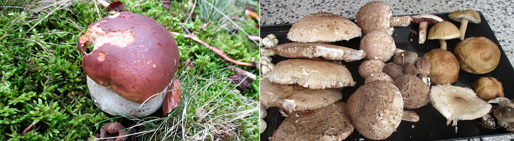 Valašské Klobucko, houby v září zase rostou. 