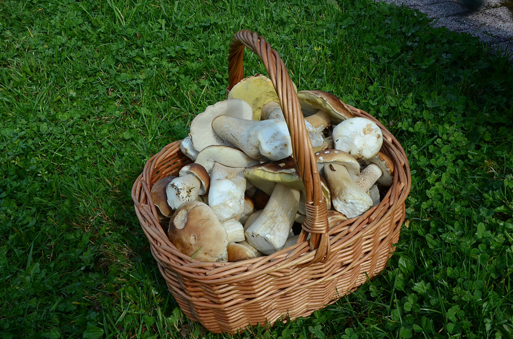 Podzimní houby ve Vogézách.
