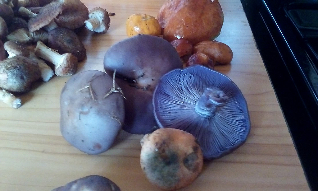 Podzimní houby ze středních Čech. 