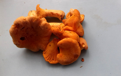 Houby AKTUÁLNĚ 2026