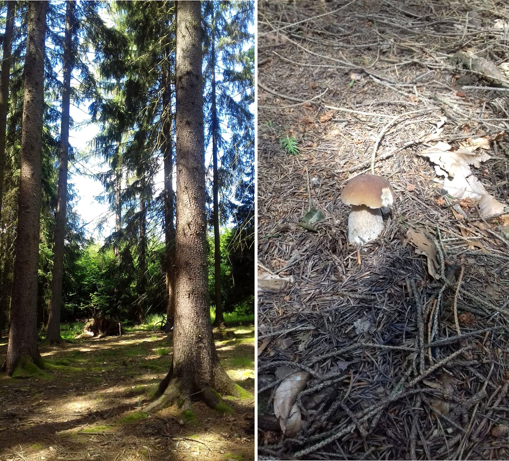 Kostelecké lesy na začátku houbařské sezony.