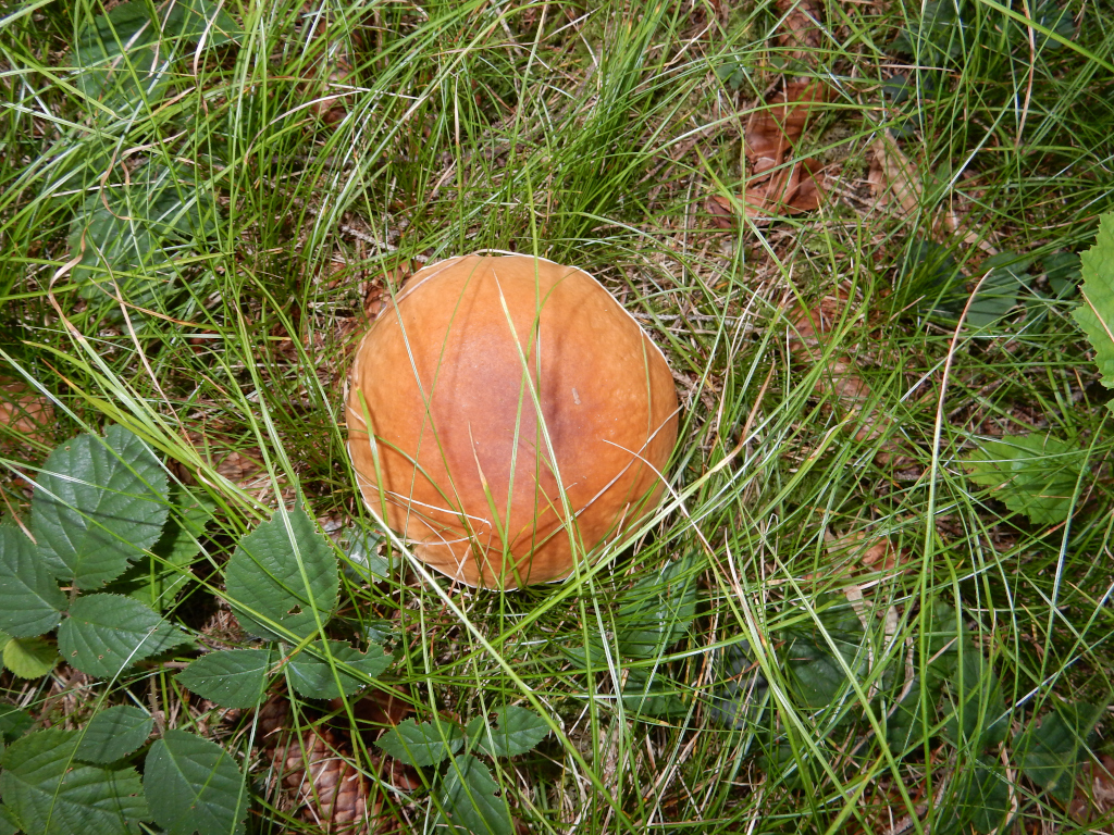 Klouzek roste v září v údolí Höllental v Rax.