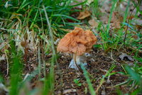 Ucháč obecný je vysoce jedovatý Ucháč obecný je vysoce jedovatý