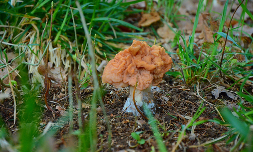 Ucháč obecný je vysoce jedovatý Ucháč obecný je vysoce jedovatý