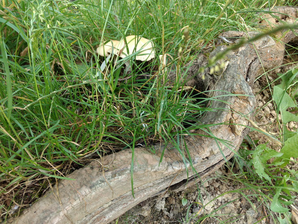 Letní houby v trávě u zatopeného lomu Chrástnice v Polabí.