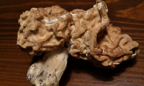 Ucháč obecný je vysoce jedovatý Ucháč obecný je vysoce jedovatý