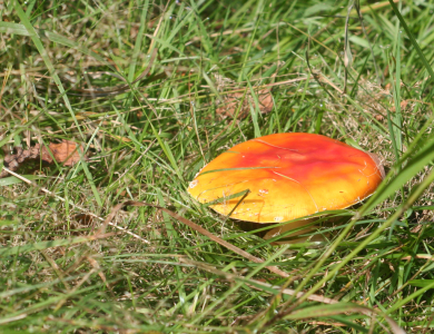 Houbařské a mykologické akce 2026