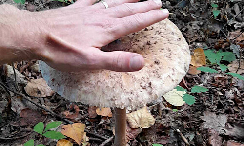 Houby AKTUÁLNĚ 2024 Houby AKTUÁLNĚ 2024