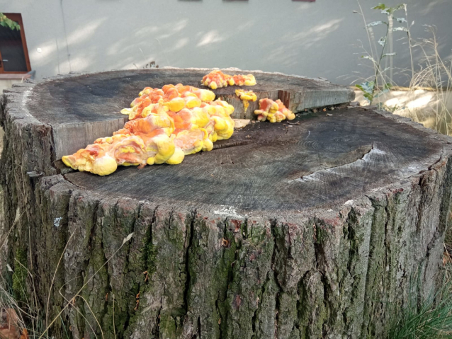 Zlatá stoka na kajaku z Majdaleny do Třeboně