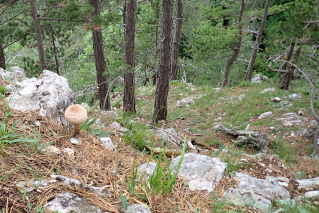 Wienersteig - krása nesmírná na Grosse Kanzel v Hohe Wand