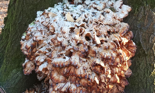 Houby AKTUÁLNĚ 2025 Houby AKTUÁLNĚ 2025