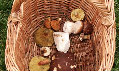 Houby AKTUÁLNĚ 2006 Houby AKTUÁLNĚ 2006