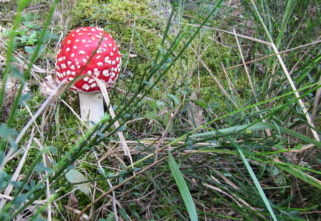 Houby AKTUÁLNĚ 2012