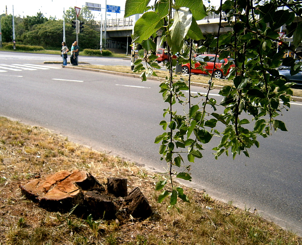 Praha. Nádherný exemplář sírovec žlutooranžový rostl na stromě na Balabence. Strom byl v roce 2012 skácen. 